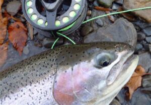 In low winter water, catch steelhead with a dry fly and dropper – Penn's  Woods West Trout Unlimited